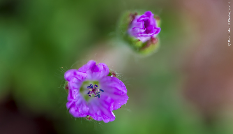 Petites fleurs mauves...