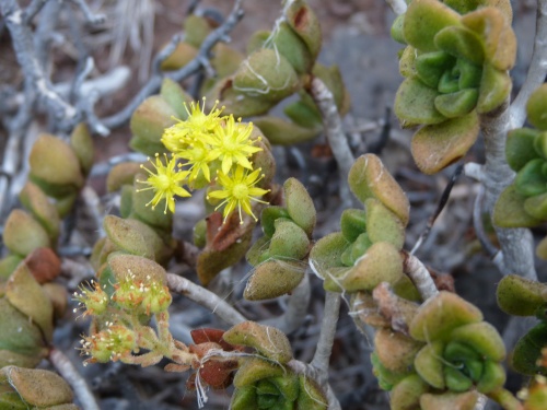 Aeonium lindleyi, Crassulaceae.