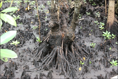 Jozani forêt, Zanzibar. La mangrove. Octobre 2023.