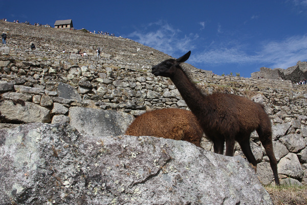 Lama - Machu Picchu