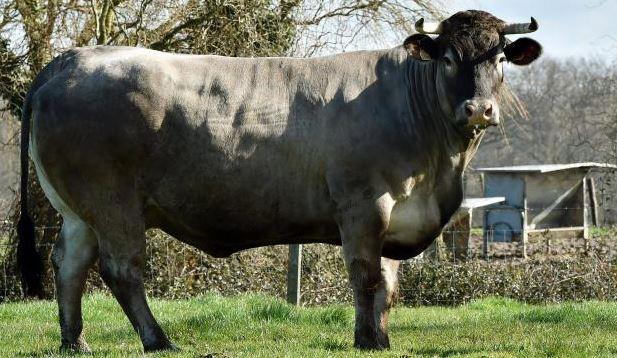 Cerise, la mascotte du Salon de l'Agriculture 2016.