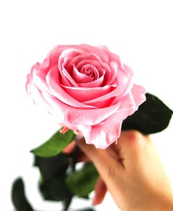 Rose éternelle rose XL • Fleurs éternelles • Max le Fleuriste