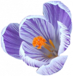 Tubes Fleurs - Divers
