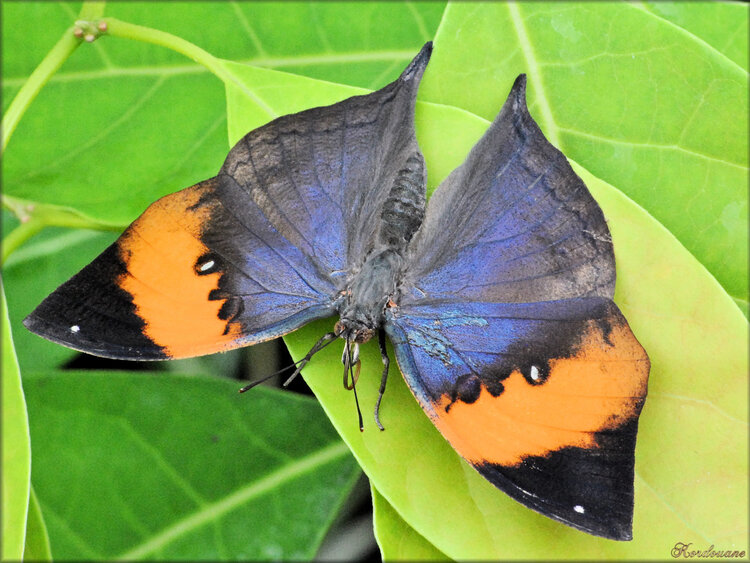 Photos de papillons tropicaux (Ile aux papillons-Noirmoutier)