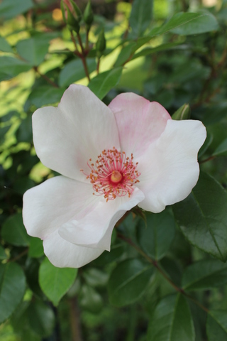 rose Astronomia de Meilland