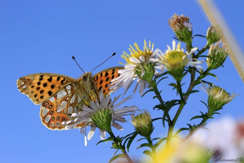 Papillon Petit Nacré (Issoria lathonia)