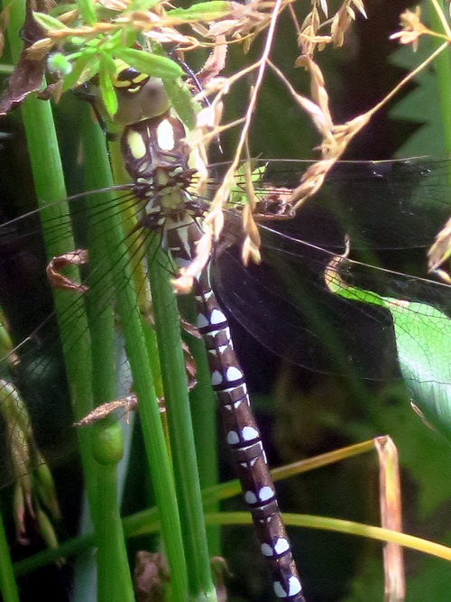 Aeshna cyanea, l'Æschne bleue mâle 