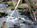 Balades en forêt morvandaise... Mars 2013