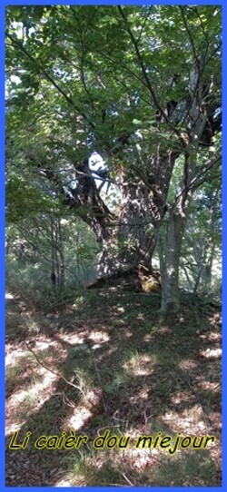 Sisteronnais, le Mourre de la montagne de Gache