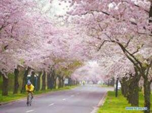 walking bicycle spring cherry blossoms
