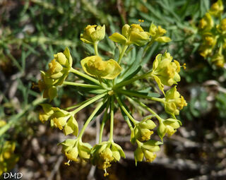 Euphorbia cyparissias - euphorbe petit cyprès