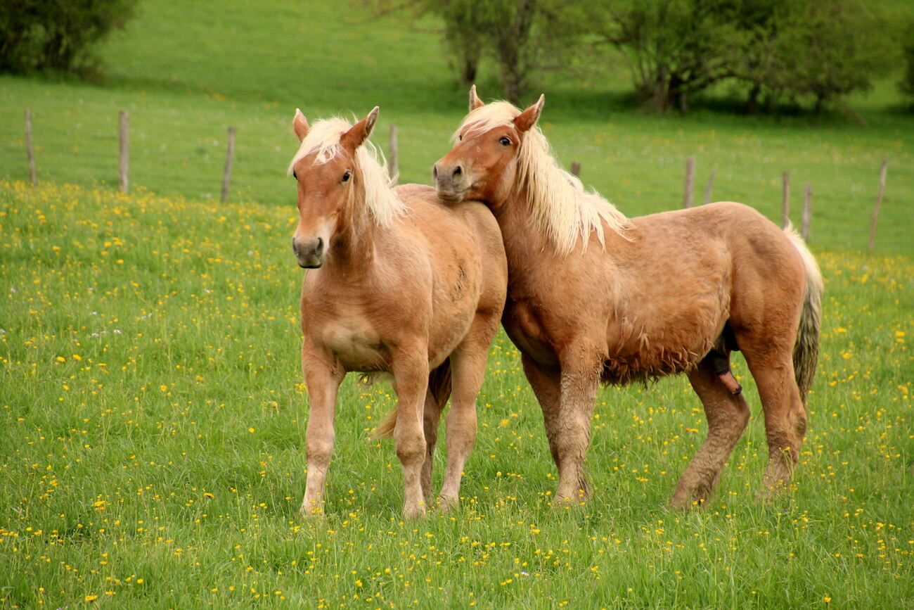 Chevaux comtois