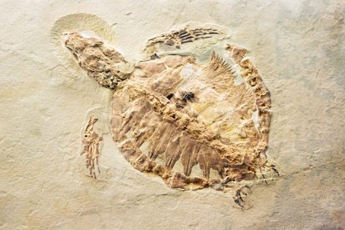 La carapace d’une tortue de six millions d’années pourrait encore contenir des traces d’ADN