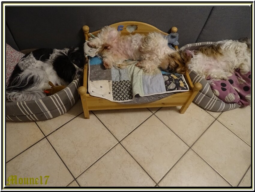 Un caniche et 3 shih-tzu, et des noivelles des mésanges