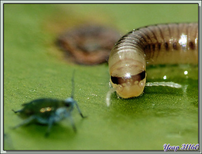 Myriapode Diplopode "Blaniulus guttulatus" - Lartigau - Milhas - 31