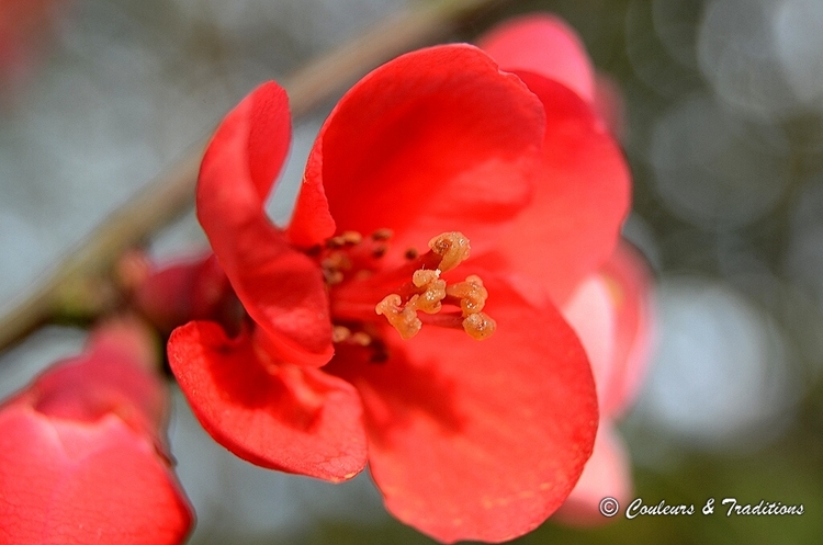 Fleur du cognacier du Japon 