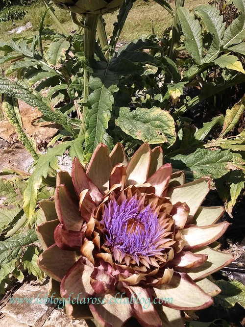 Rose et fleur d'artichaut/ Rose and artichoke flower