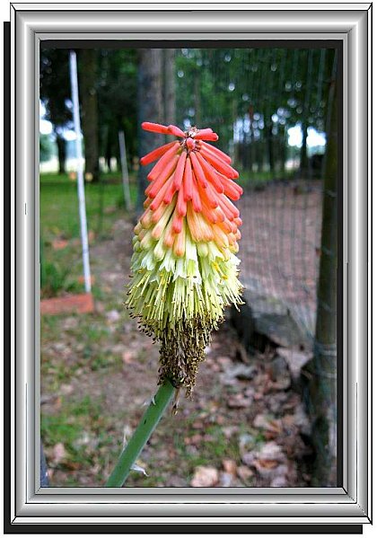 Kniphofia 062011