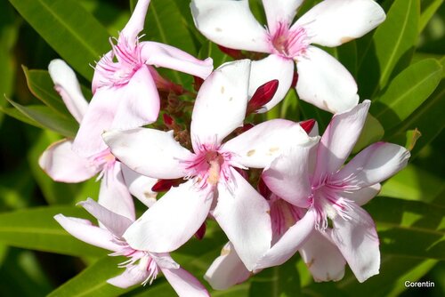 Fleurs du laurier rose