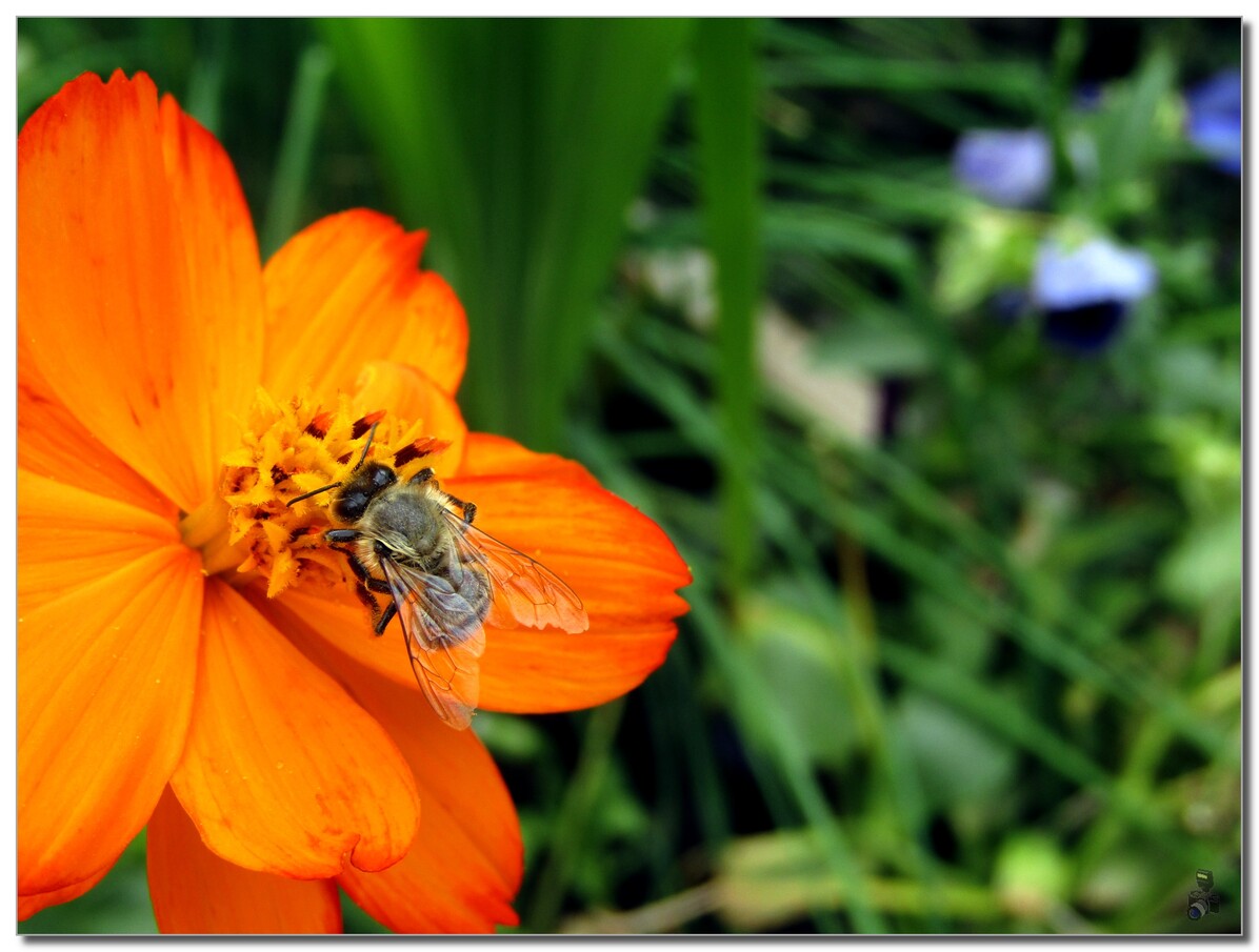 2021  LES  ABEILLES  AU  JARDIN 