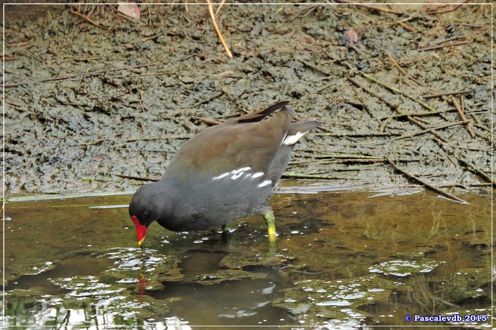 Réserve ornitho du Teich - Septembre 2015 - 6/6