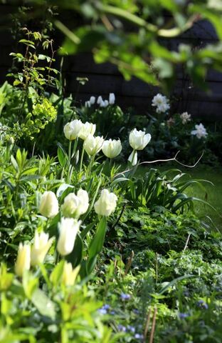 Problèmes de floraison avec les tulipes cette année
