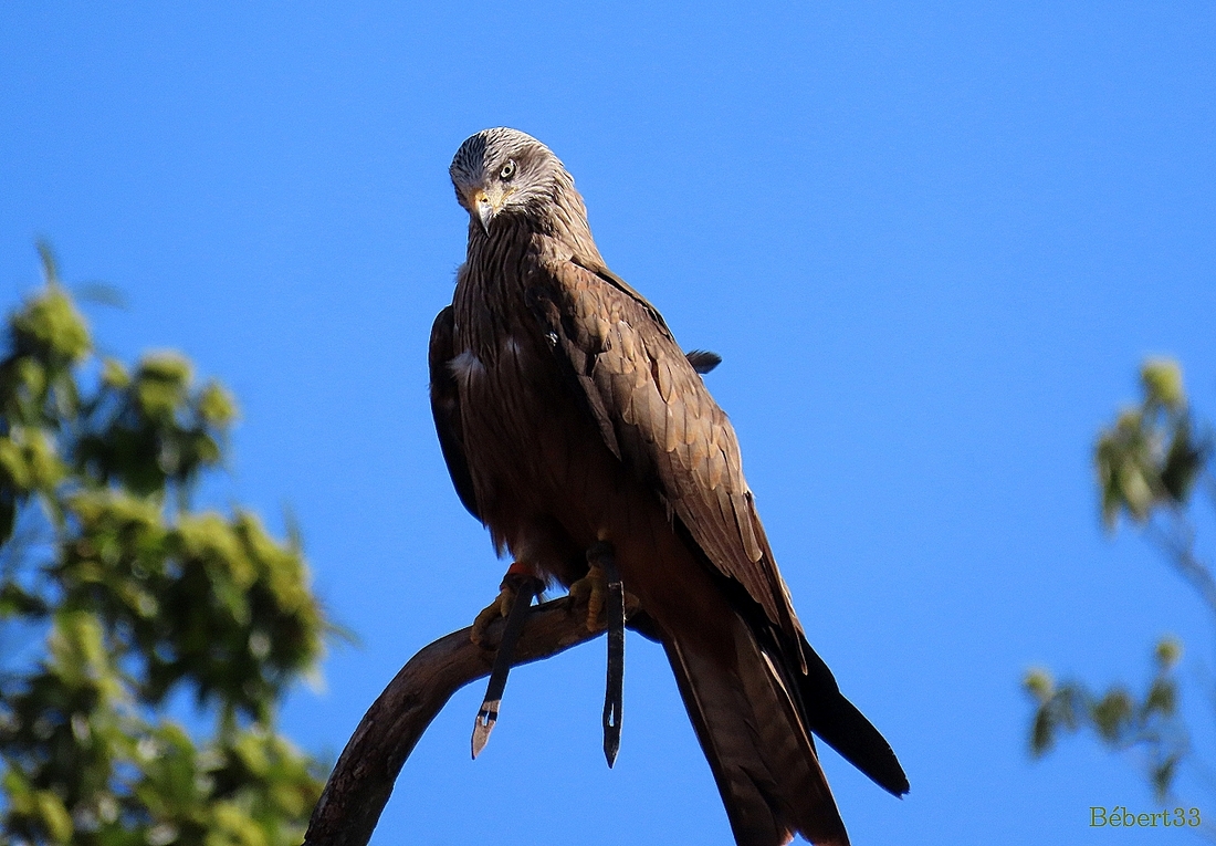 les oiseaux au Puy du Fou -2