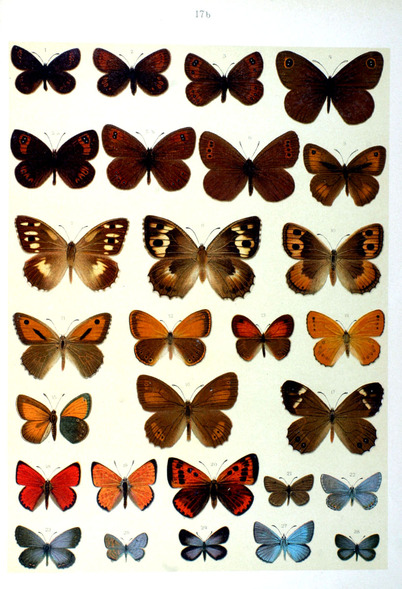 PAPILLONS