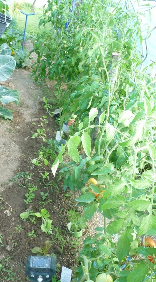 La vie au jardin après la canicule