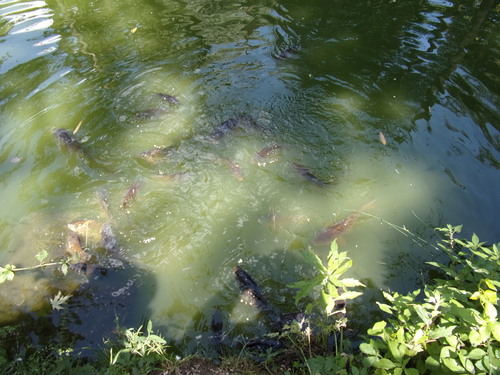 Bioparc de Doué la Fontaine (2).