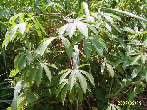 Togo Manioc