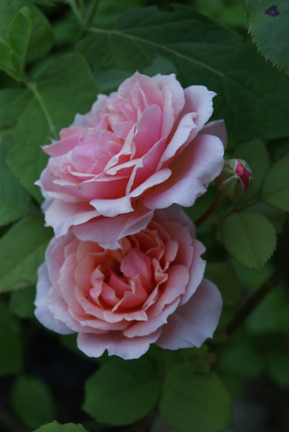 Hydrangea arborescens Pink Annabelle