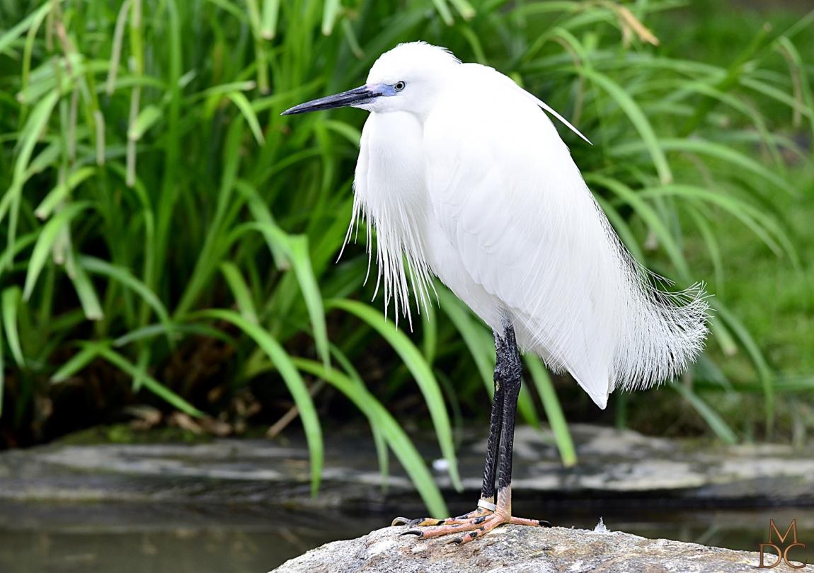 Aigrette garzette