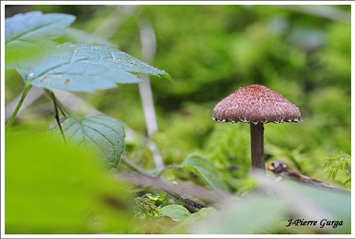 D'autres champignons photographiés par Jean6pierre Gurga en automne 2012...