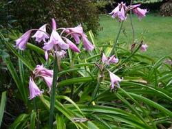 A faire en août au jardin