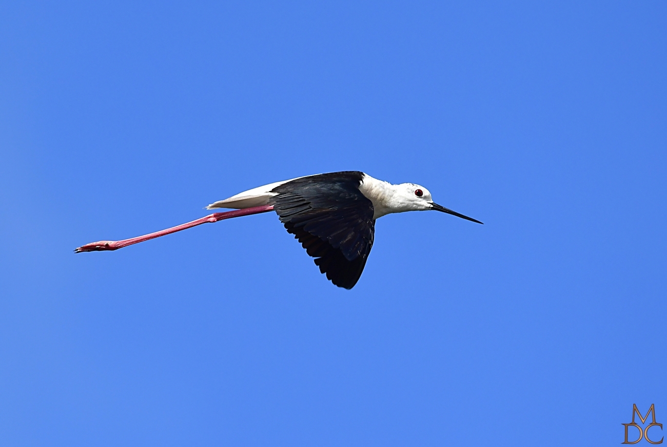 Échasse blanche