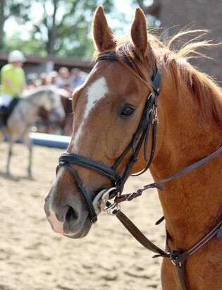 moi et mon cheval mac-fly