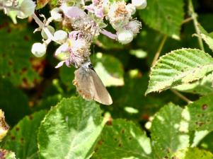 Peut être une image de nature
