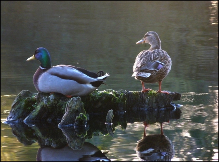 Etang  de Sainte Foy dans les Landes