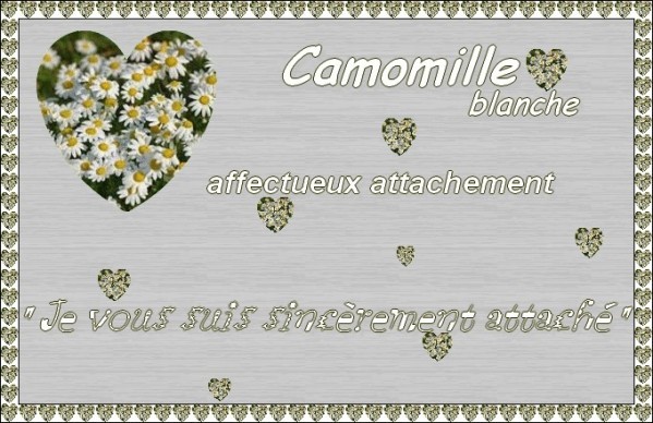 camomille-blanche.jpg