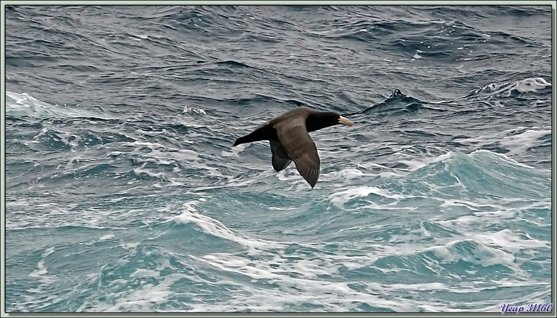 Pétrel de Hall - 50èmes hurlants - Atlantique Sud