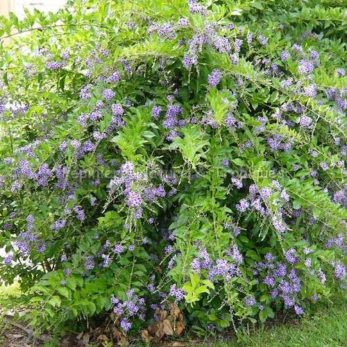 Fleurs cultivées : Duranta