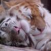 tigre doré et tigre blanc endormis