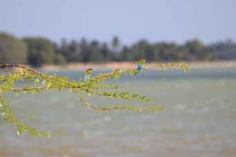 Tissamaharama et le parc de Yala du 25 au 26 février 2015