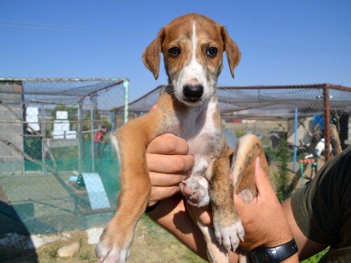 Bébés galgos recherchent leur famille 