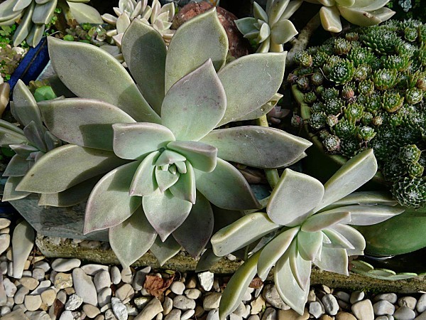 Graptopetalum-paraguayense-7-10-2010--018.jpg