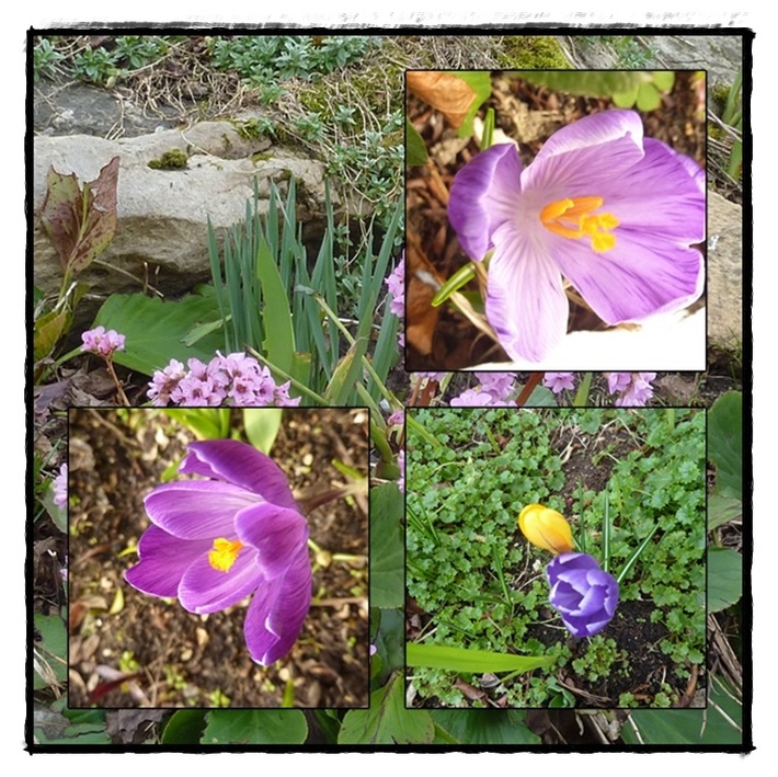 Premiers crocus