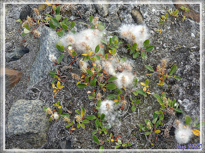 Saule nain arctique, Arctic willow (Salix arctica) - Karrat Fjord - Groenland