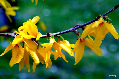 Mes forsythias aux fleurs jaunes