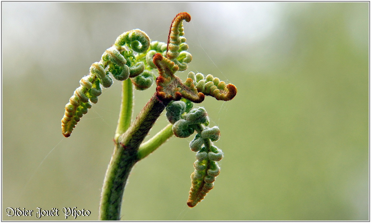 Fougère Aigle (1) - Pteridium aquilinum